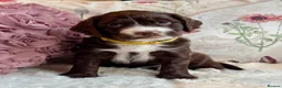 Sprocker dogs for sale: Sprocker Spaniel pups  in Stranraer - Advert 11