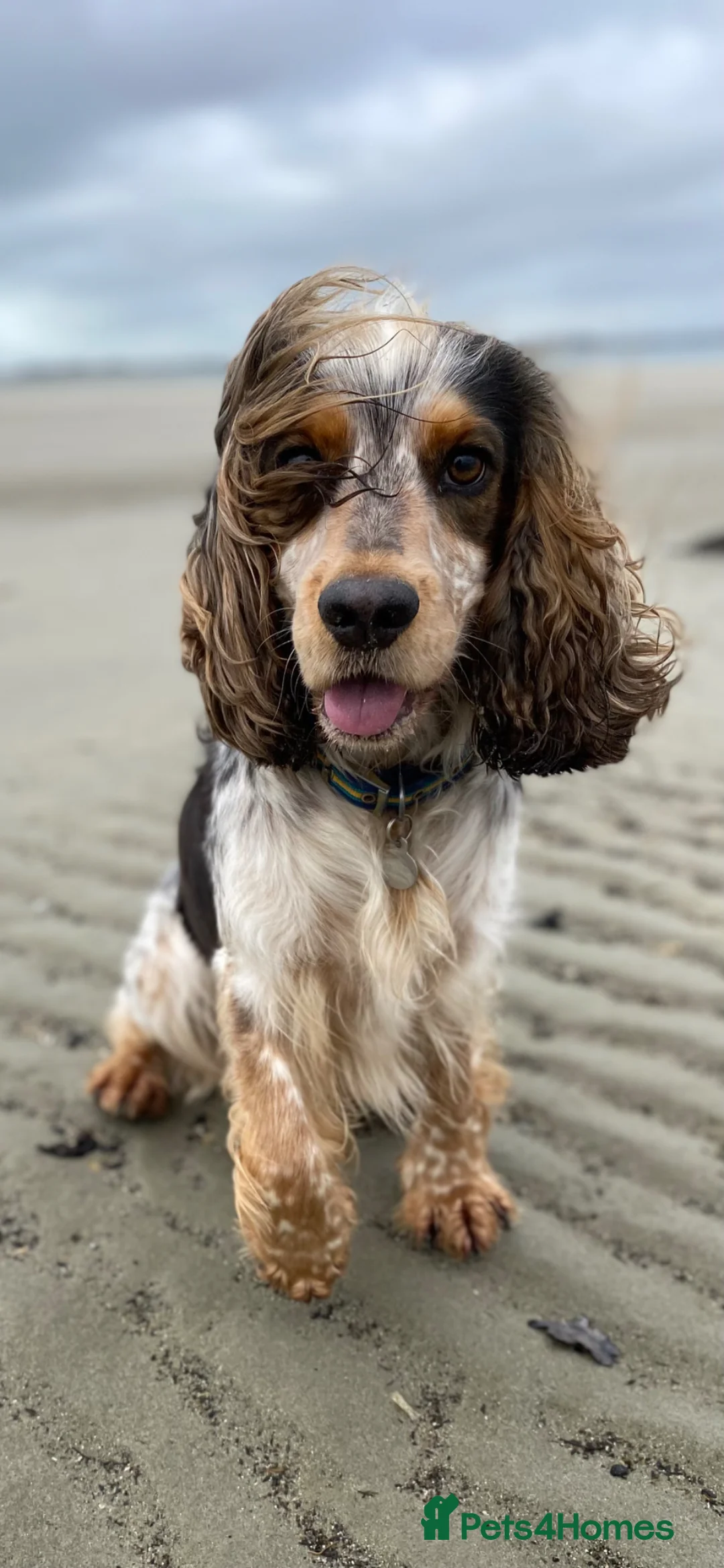 Cocker Spaniel dogs for stud: Stud: stunning sable roan cocker spaniel, 11kg. - Advert 1