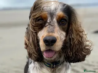 Cocker Spaniel dogs Stud: sable roan cocker spaniel, 11kg. - Advert 2