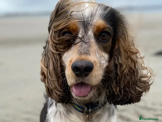Cocker Spaniel dogs Stud: sable roan cocker spaniel, 11kg. - Advert 2