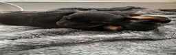 Rottweiler dogs for sale: Female Rottweilers  - Advert 2