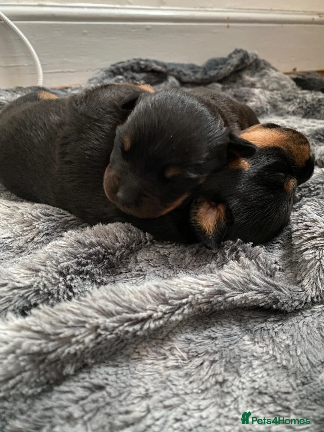 Rottweiler dogs for sale: Female Rottweilers  - Advert 2