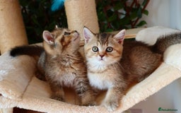 Scottish Fold cats for sale: Ready TICA reg stunning kittens available  - Image 28