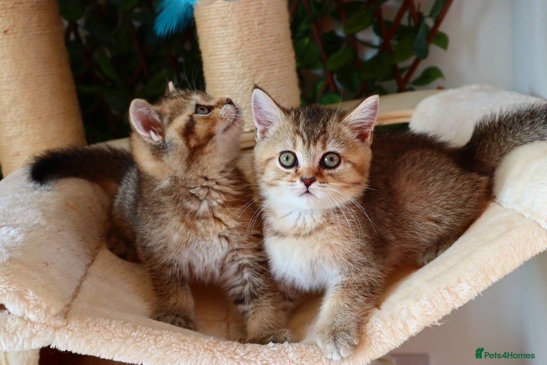 Scottish Fold cats for sale: Ready TICA reg stunning kittens available  - Image 28