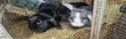 Dwarf Lop rabbits for sale: Adorable, Friendly. Laidback Dwarf Lop Boys 🐰🥰 - Advert 6