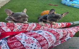 French Bulldog dogs for sale: 6 beautiful French bulldog puppys - Image 12