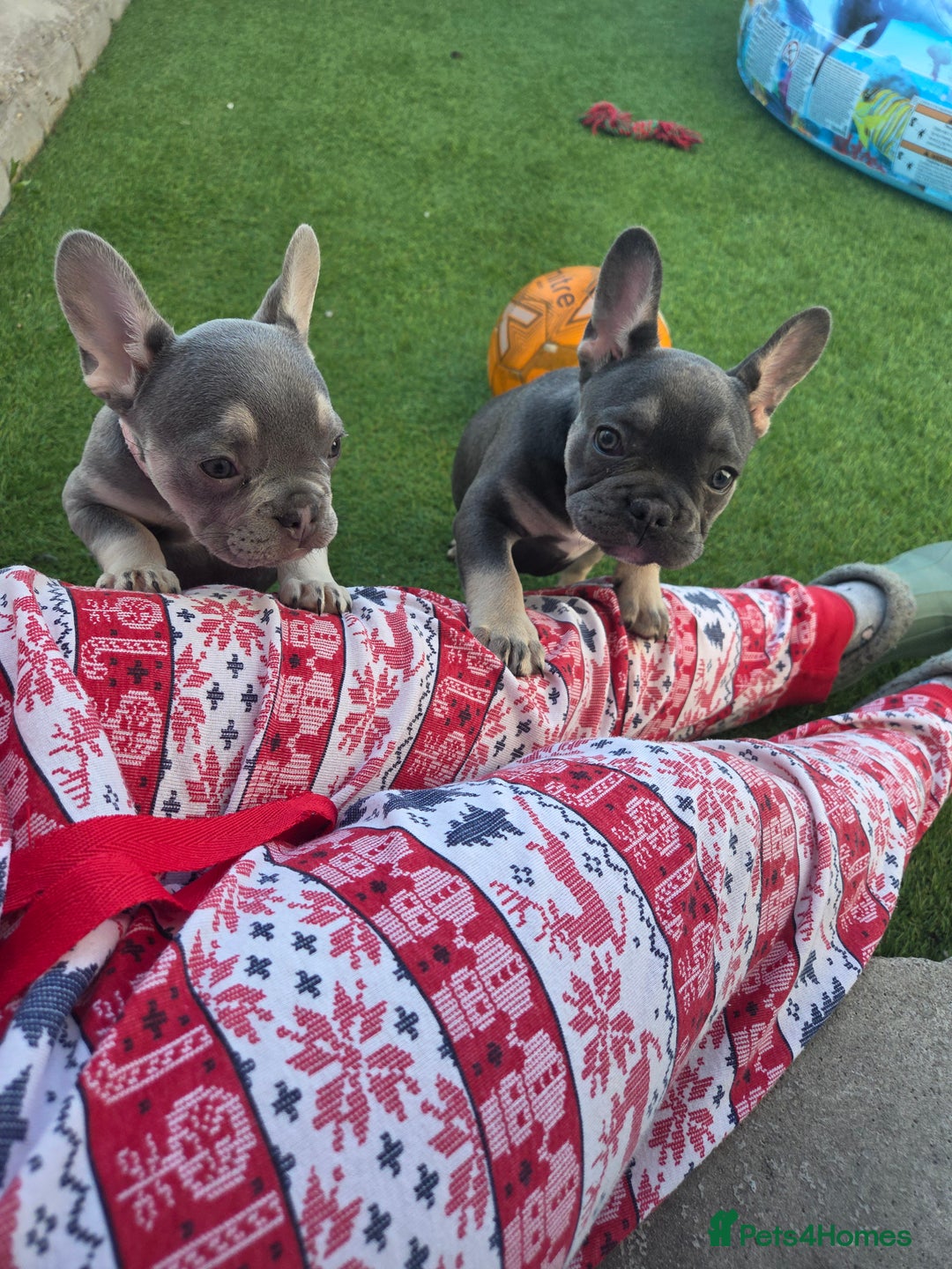 French Bulldog dogs for sale: 6 beautiful French bulldog puppys - Image 12