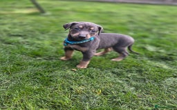 Mixed Breed dogs for sale: Dobermann cross puppies  - Image 4