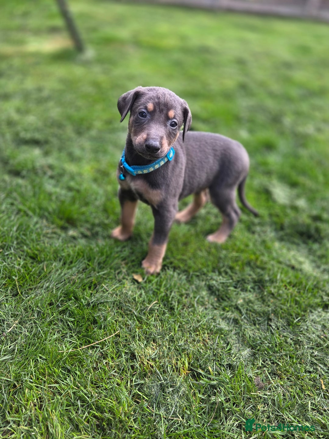 Mixed Breed dogs for sale: Dobermann cross puppies  - Image 4