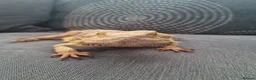 Bearded Dragon reptiles for sale: Male Bearded Dragon and Vivarium  in Hitchin - Advert 3