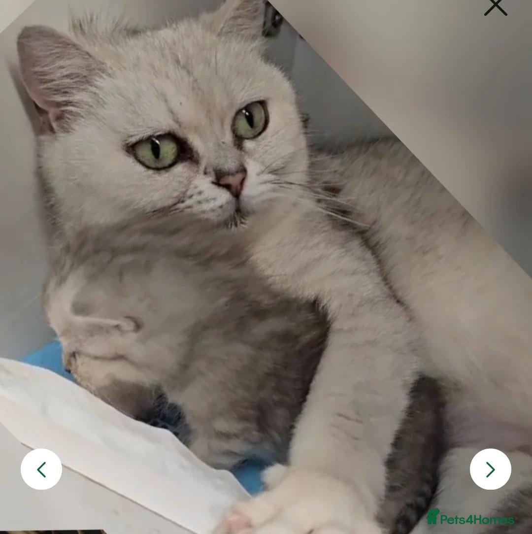British Shorthair cats for sale: Active cute British short hair - Image 5