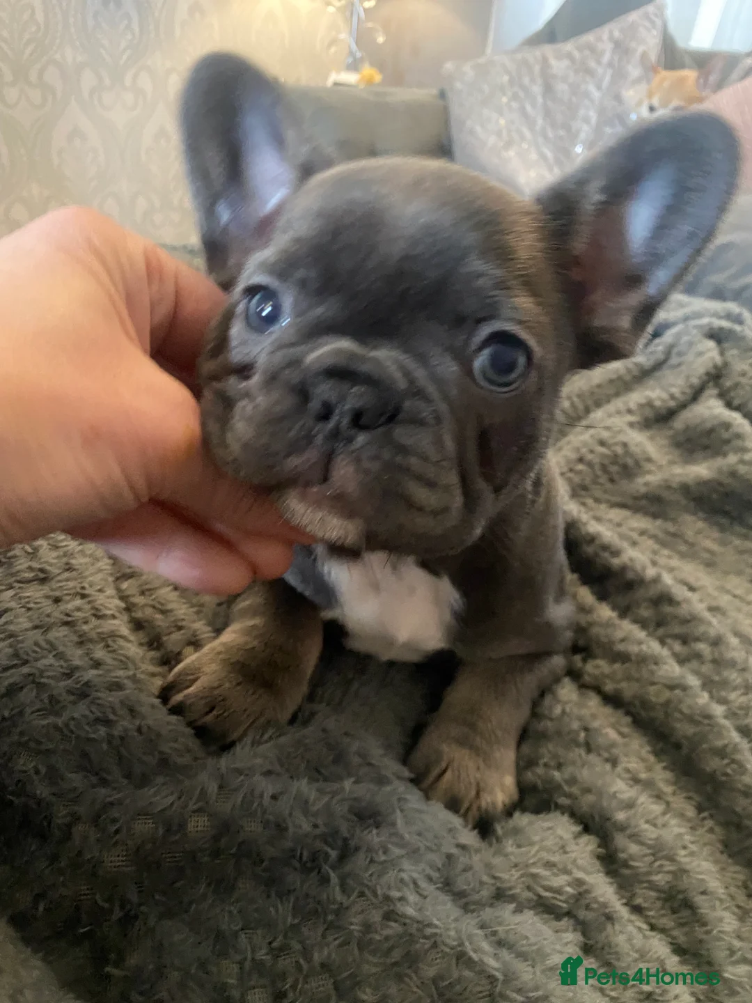French Bulldog dogs for sale: Stunning chunky French bulldog pups  - Advert 7