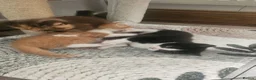Selkirk Rex cats for sale:  Beautiful Home-Raised Selkirk Rex&BSH Kittens 😻 - Advert 32