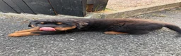 Rottweiler dogs for sale: Chunky Rottweiler puppies - Advert 4