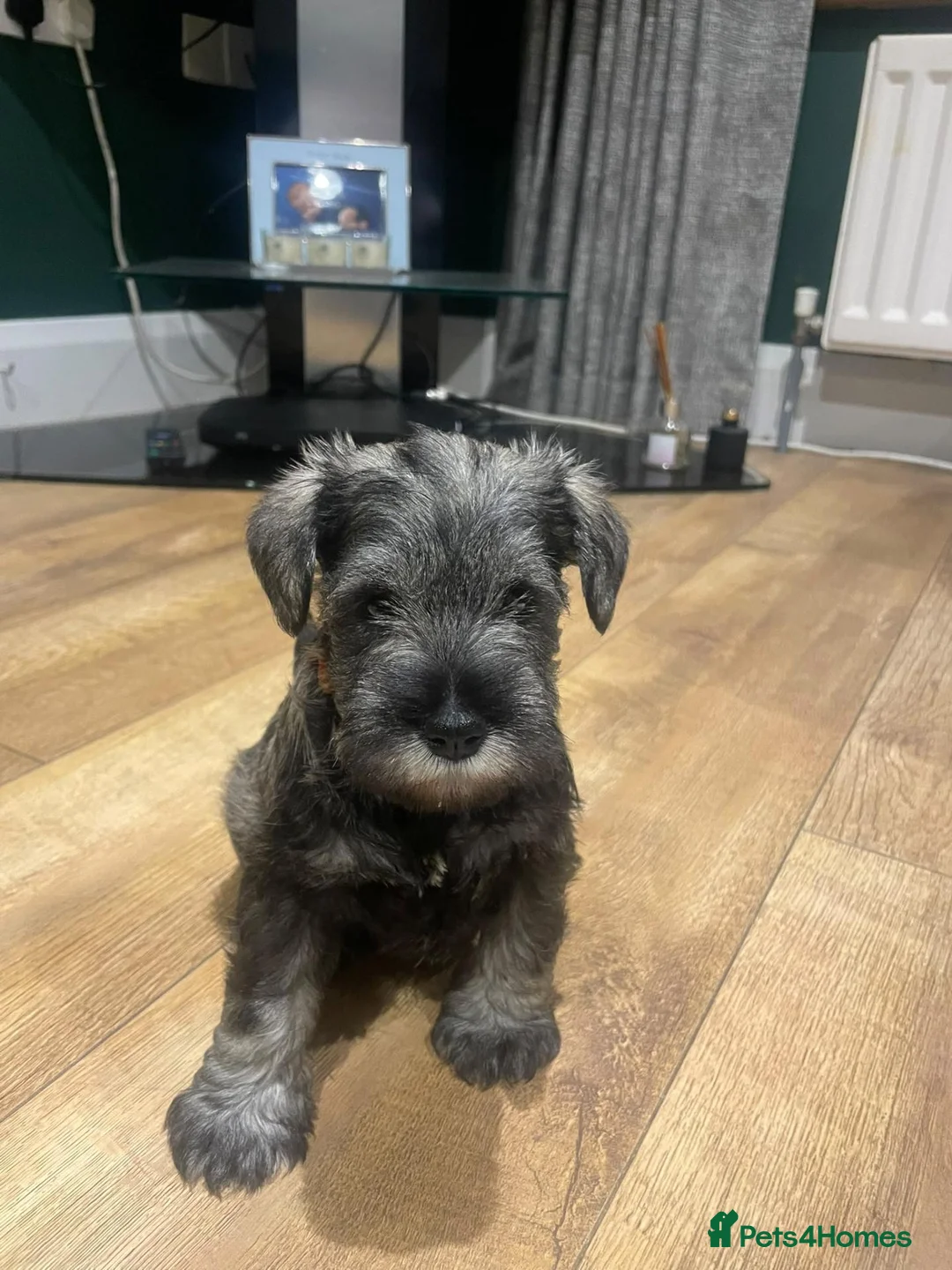 Miniature Schnauzer dogs for sale: KC reg Miniature Schnauzer puppies in Newry - Advert 1