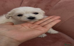 Bichon Frise dogs for sale: Beautiful Bichon Frise only 1 available  - Image 5