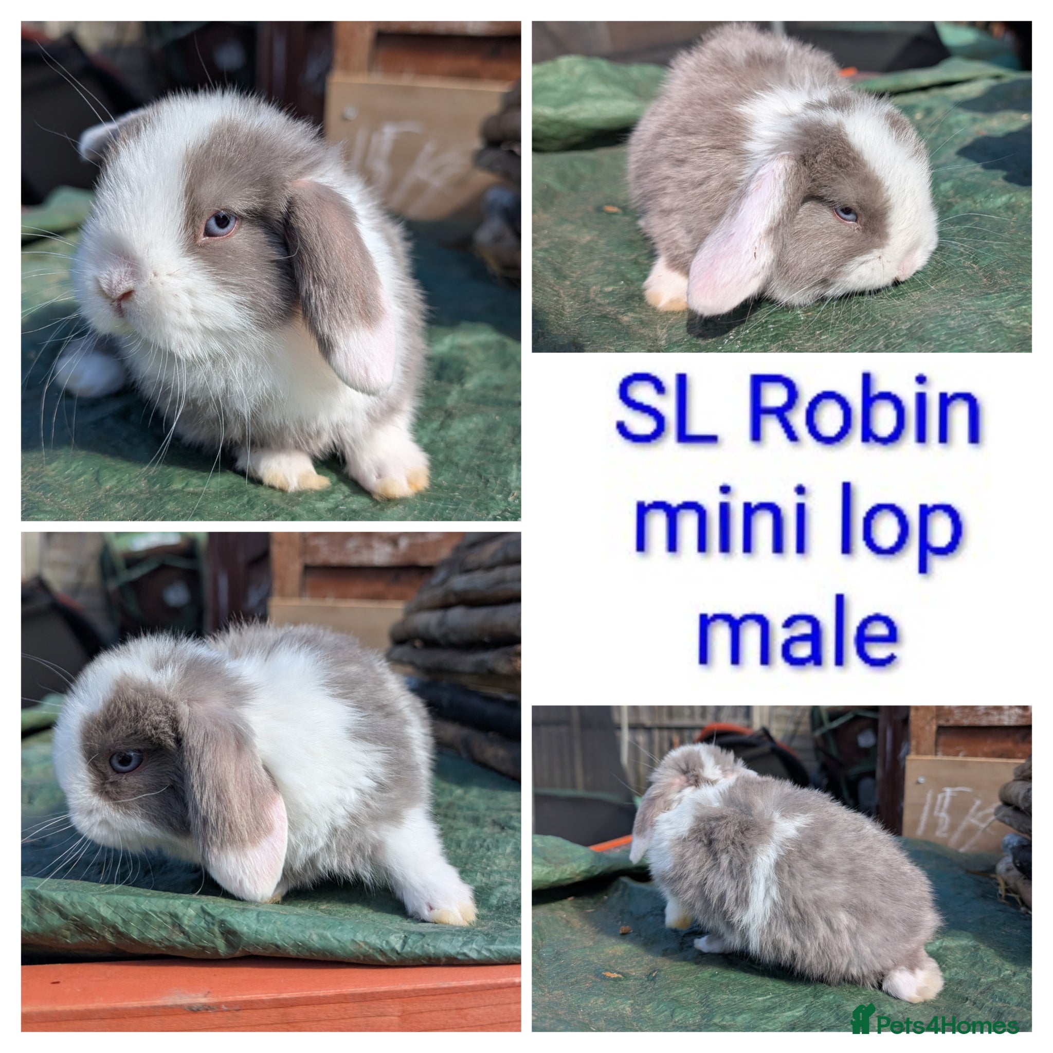 Mini Lion Lop rabbits Minilops and plush lops - Advert 1