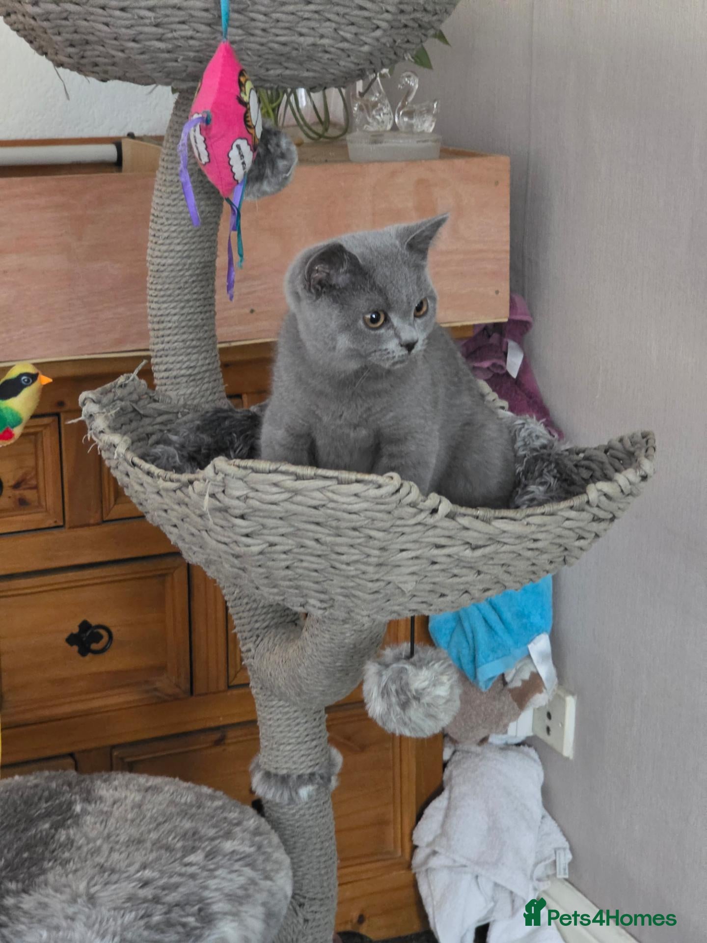 British Shorthair cats  Ready Now active registered lilac/blue pedigree   - Advert 1