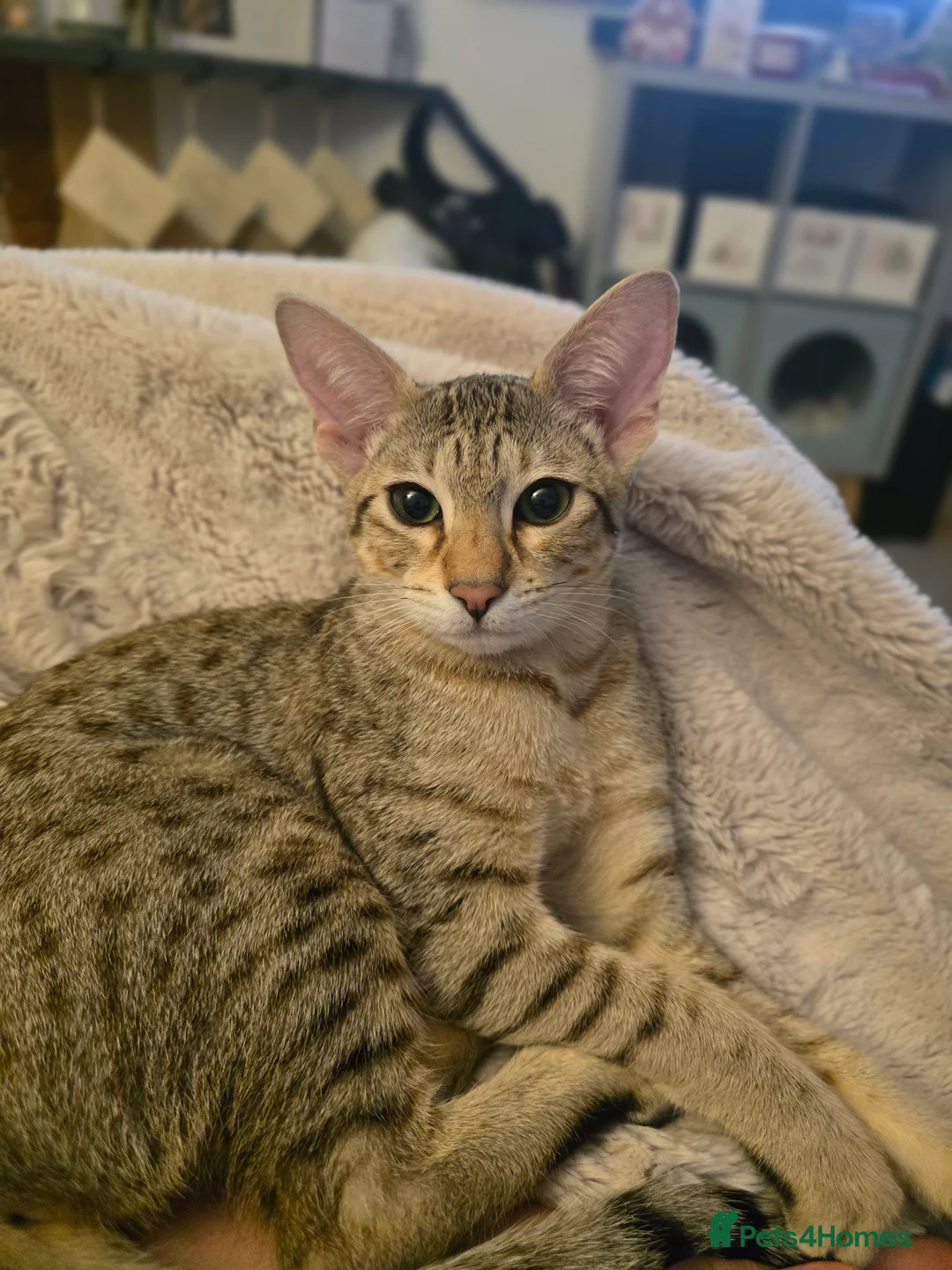 Savannah cats for sale: Savannah F8 Girl Kitten. - Advert 1