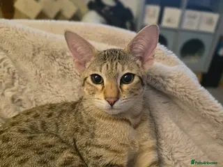 Savannah cats Savannah F8 Girl Kitten. - Advert 15