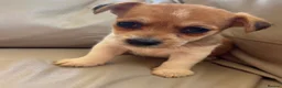Jack Russell dogs for sale: Jack Russell’s - Advert 2