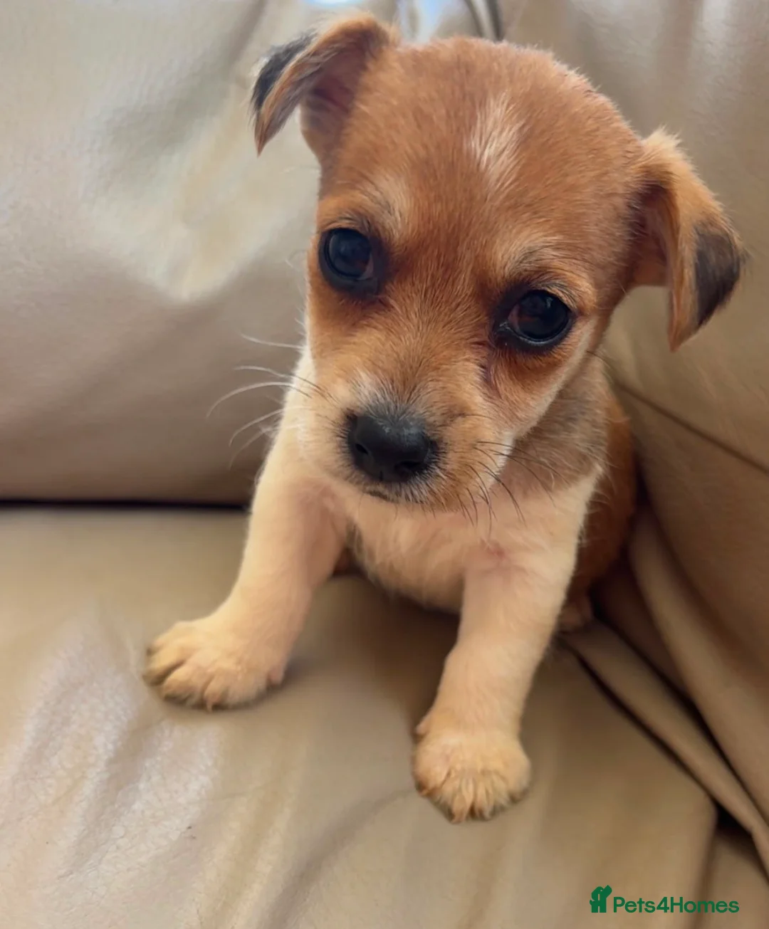 Jack Russell dogs for sale: Jack Russell’s - Advert 2