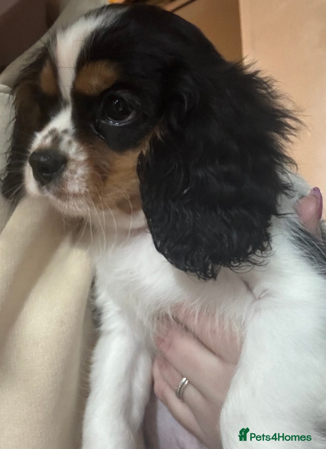 Cavalier King Charles Spaniel dogs for sale: Cavalier King Charles spaniel puppies  - Advert 2