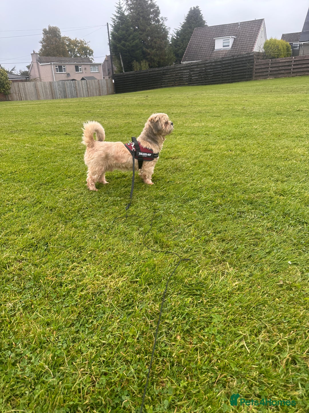 Lhasa Apso dogs for sale: Lhasa Apso Male - Image 8