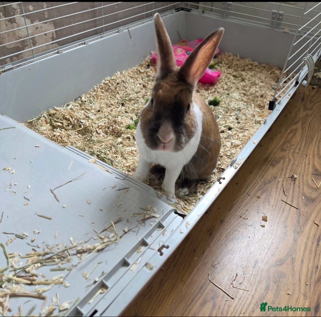 Dutch rabbits Dolly - Advert 2