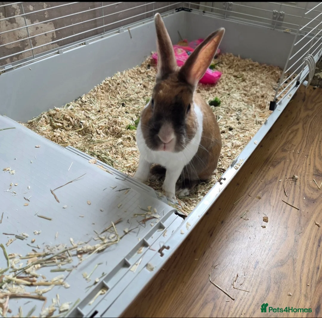 Dutch rabbits for sale: Dolly in Stockton-on-Tees - Advert 1