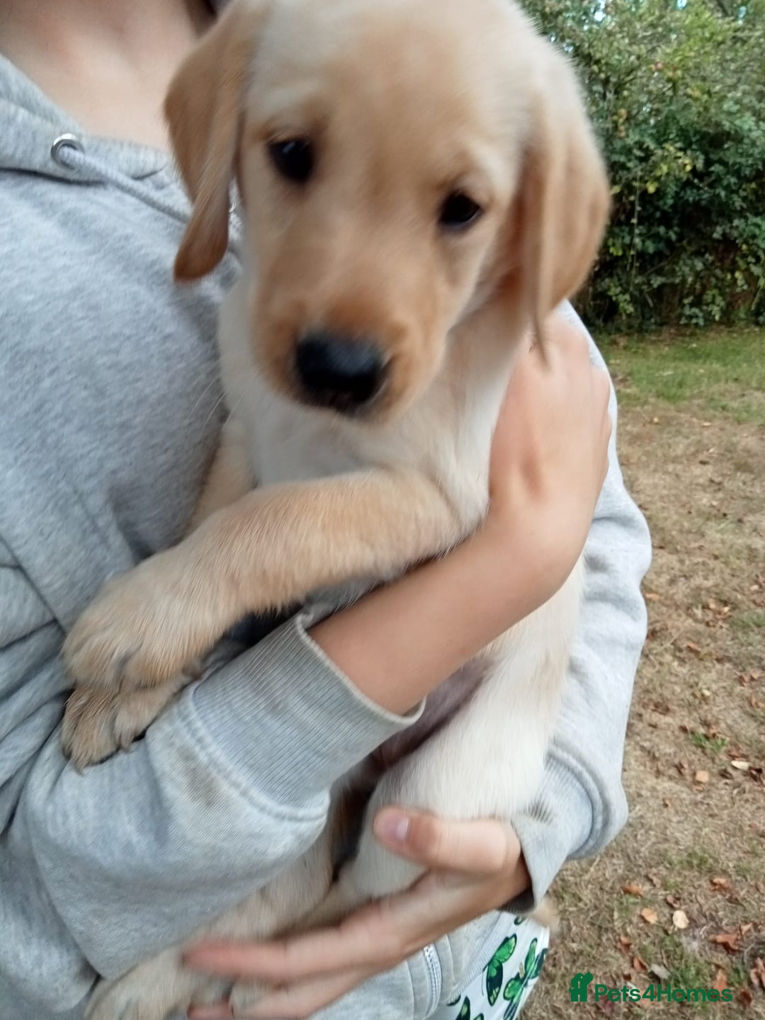 Labrador Retriever dogs for sale: KC Registered Labrador Retriever Puppies in Ross-on-Wye - Image 30