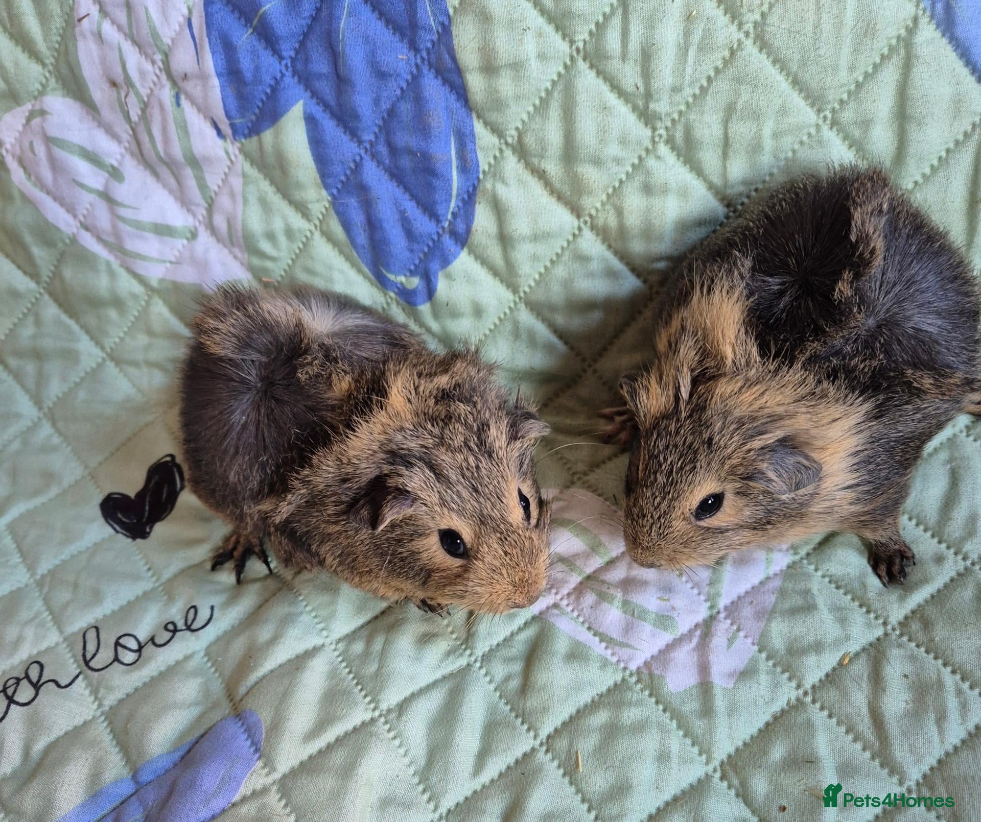 Guinea Pig rodents Beautiful Baby Female Guinea Pig Sisters - Advert 4