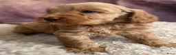 Cavapoo dogs for stud:  Experienced Male Available for Stud Service  - Advert 6