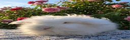 Angora rabbits for sale: Teddywidder bunnies - Advert 19