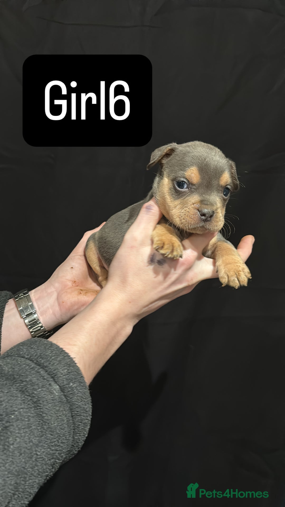 American Bulldog dogs for sale: Pocket bully’s  - Advert 18