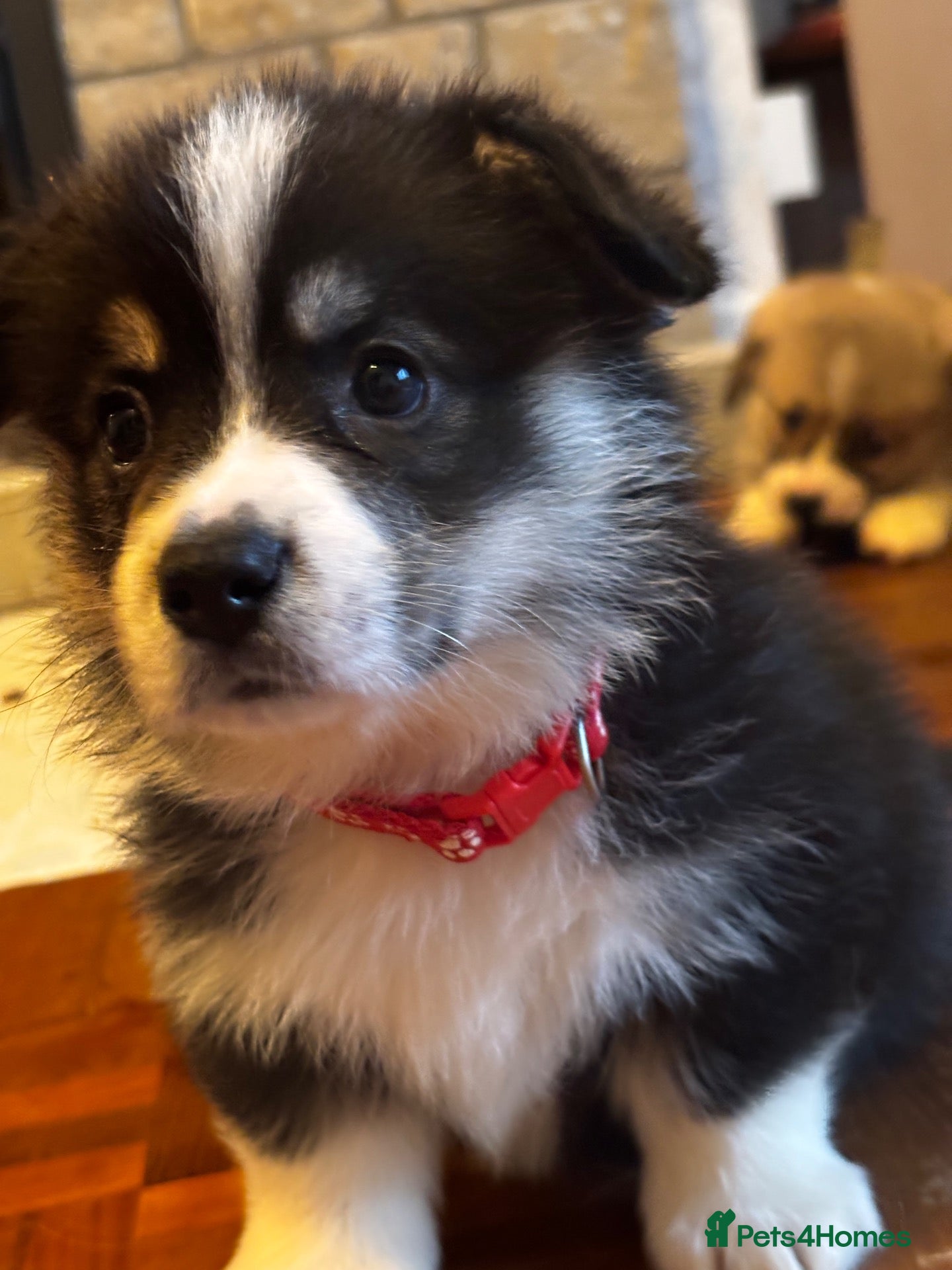 Welsh Corgi Pembroke dogs Stunning corgi puppies parents health tested - Advert 1