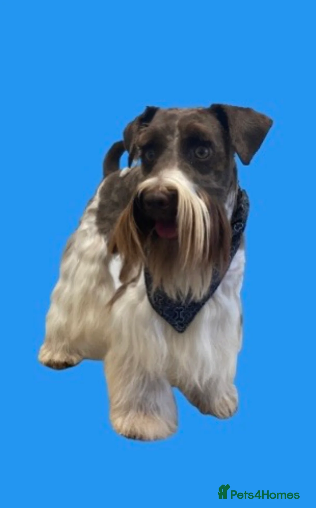 Schnoodle dogs for stud: STUNNING CHOC/WHITE MIN SCHNAUZER AT STUD in Coventry - Advert 10