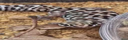 Mixed Breed reptiles for sale: Takydromus, strophurus, sphaerodactylus ect - Advert 7