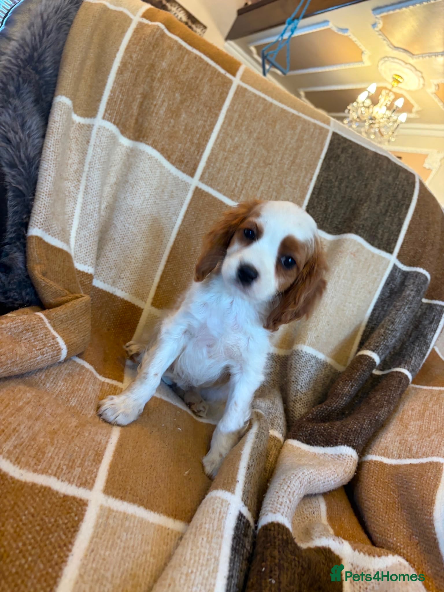 Cavapoo dogs Cavapoo puppies - Advert 1