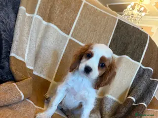 Cavapoo dogs Cavapoo puppies - Advert 1