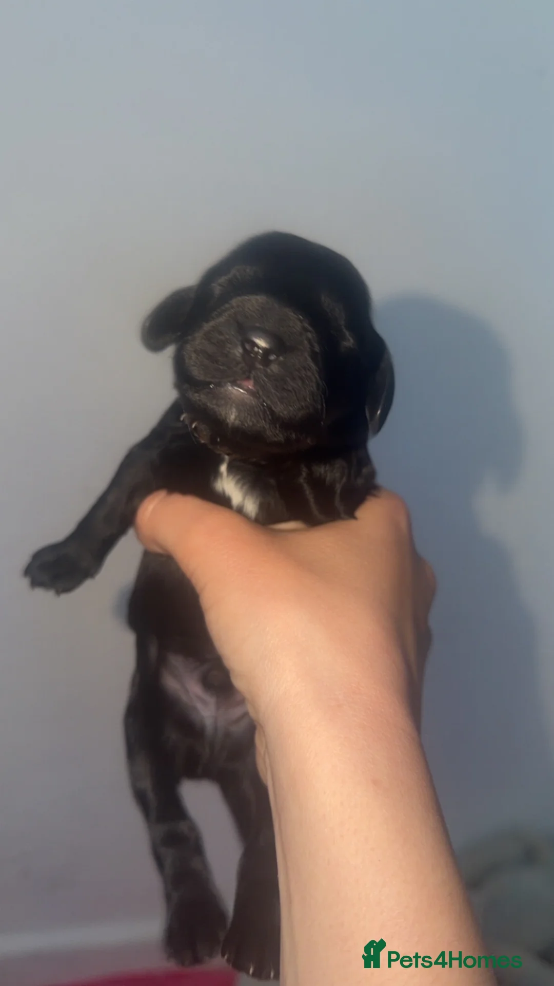 Cockapoo dogs for sale: Cockapoo puppies  - Advert 3