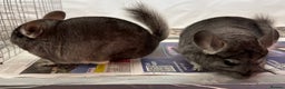 Chinchilla rodents for sale: Millie & Maisy, super tame standard sisters - Advert 9