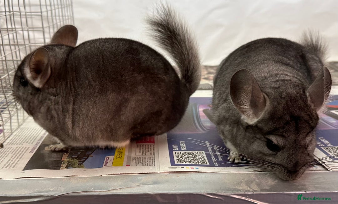 Chinchilla rodents for sale: Millie & Maisy, super tame standard sisters - Advert 9