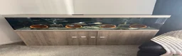 Cichlids fish for sale: Eheim vivaline 240 full set up & fish in Plymouth - Advert 1