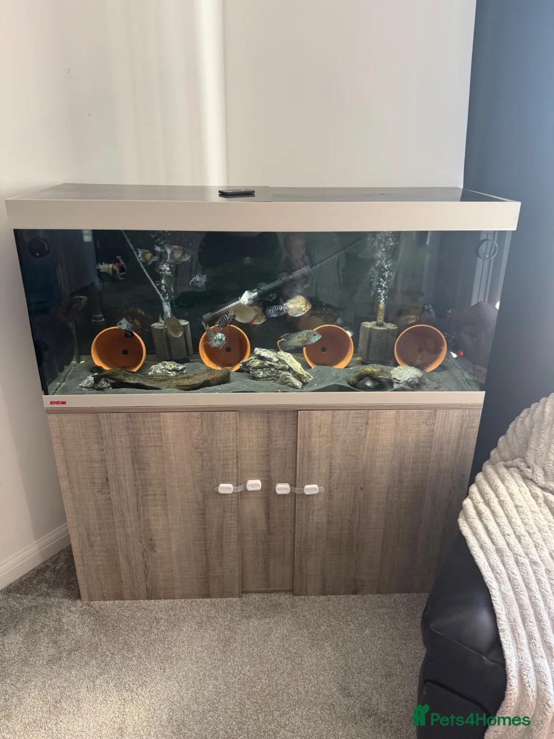 Cichlids fish for sale: Eheim vivaline 240 full set up & fish in Plymouth - Advert 1