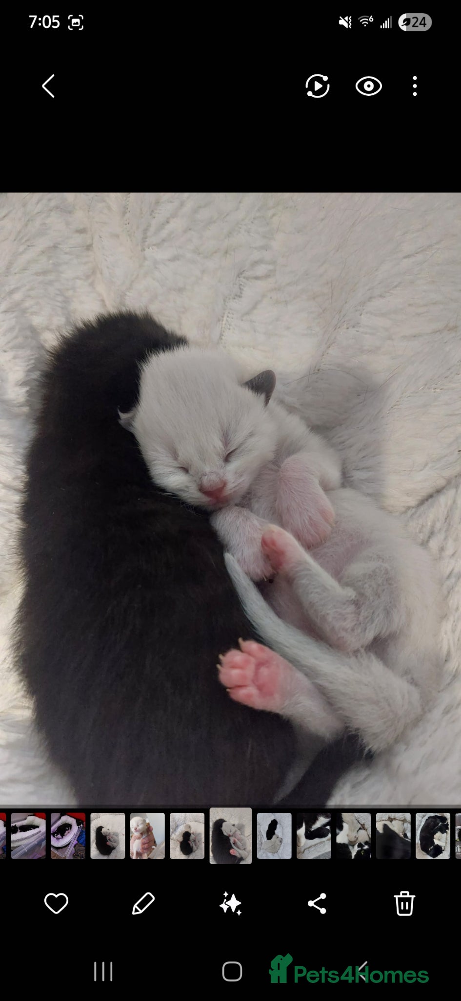 Mixed Breed cats 3 beautiful mixed breed kittens  - Advert 3