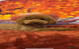 Cavapoo dogs for sale: F1 CAVAPOO BOY,READY NOW. - Advert 9