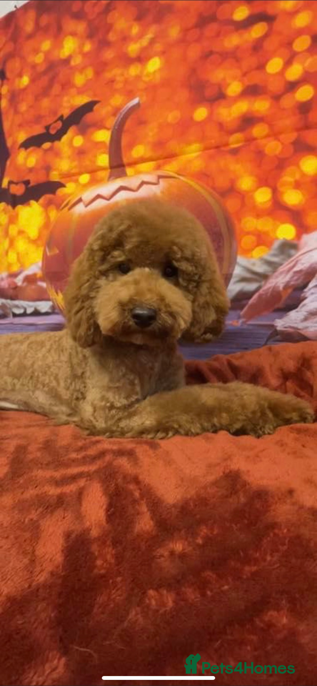 Cavapoo dogs for sale: F1 CAVAPOO BOY,READY NOW. - Advert 9