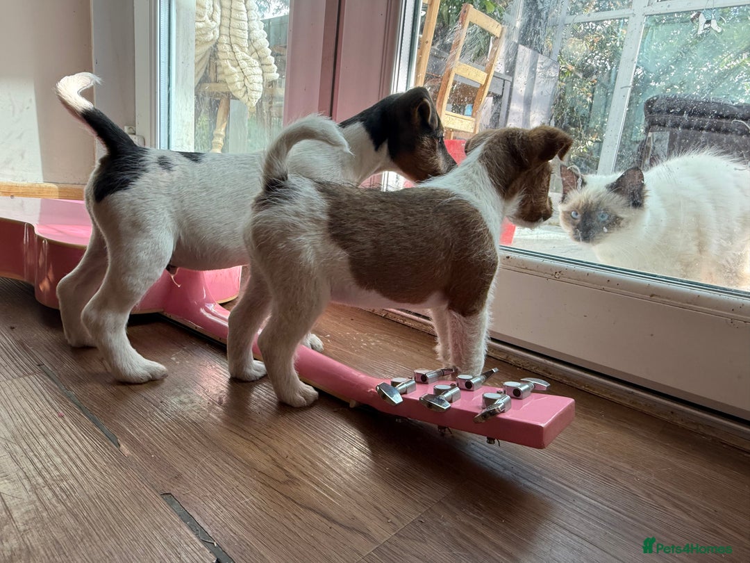 Mixed Breed dogs for sale: Rough coated Jack Russell  - Image 9