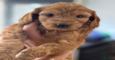 Australian Labradoodle dogs in Corby - Advert 12